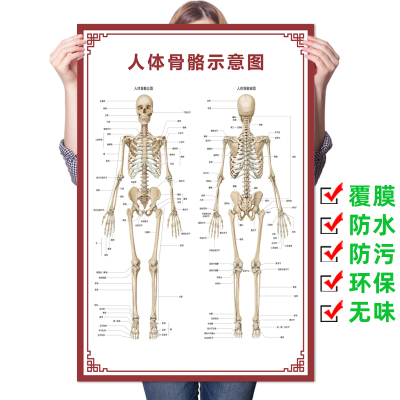 人体骨骼图器官示意图内脏结构图