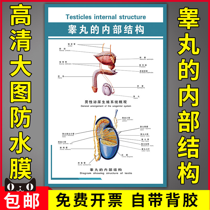 睾丸的内部结构医院诊所内科医学宣传知识海报男性内脏解剖挂图贴