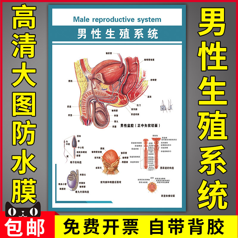 医院男性泌尿系统解剖图男性生殖系统男性盆腔正中矢状切面挂图画