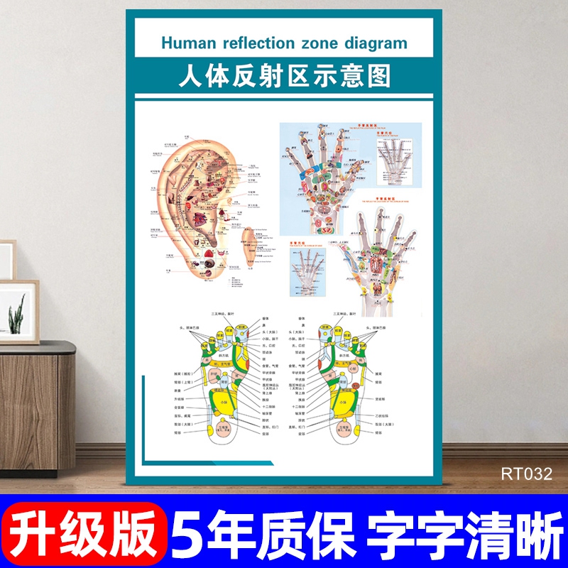 人体反射区解剖图宣传海报定制