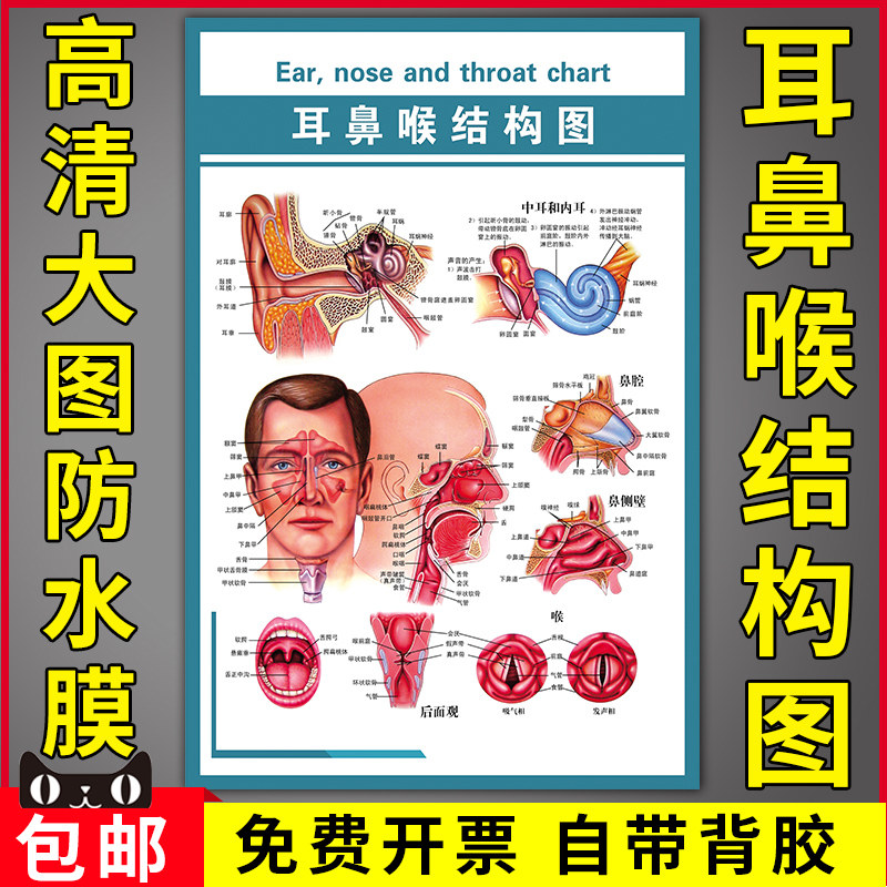 医院医学人体五官科解剖示意图科室布置装饰宣传海报耳鼻喉结构图