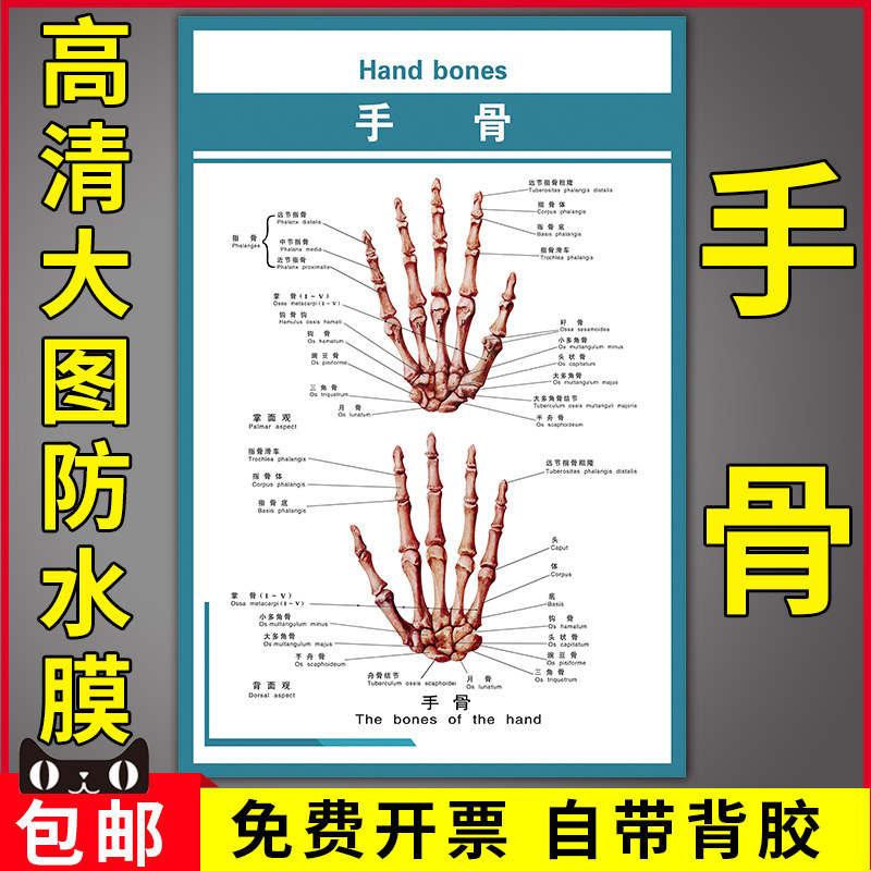 人体手部骨骼结构解剖示意图医院科室布置装饰宣传海报手骨挂图贴