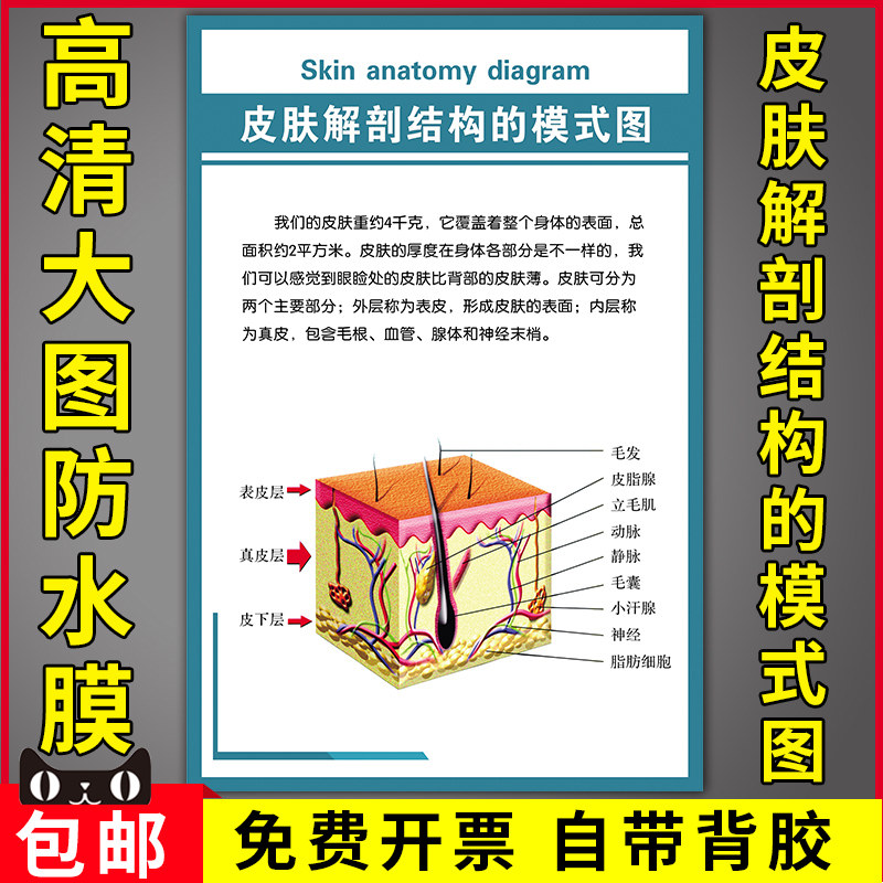医学知识宣传海报人体皮肤结构解剖示意图皮肤解剖结构的模式挂图