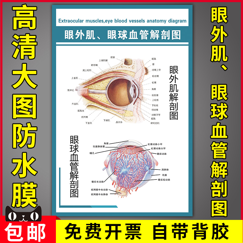 正常眼睛血管分布图图片