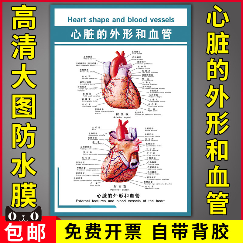 医院人体器官结构解剖图医学知识宣传画海报心脏的外形和血管挂图