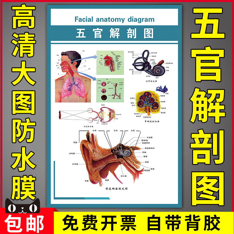 喉前庭解剖图-千图网