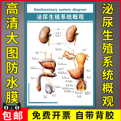 泌尿海报人体生殖器示意图医院