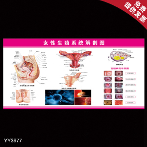 妇科女性生殖系统解剖大挂图 医院科室健康知识海报 诊所装饰展板