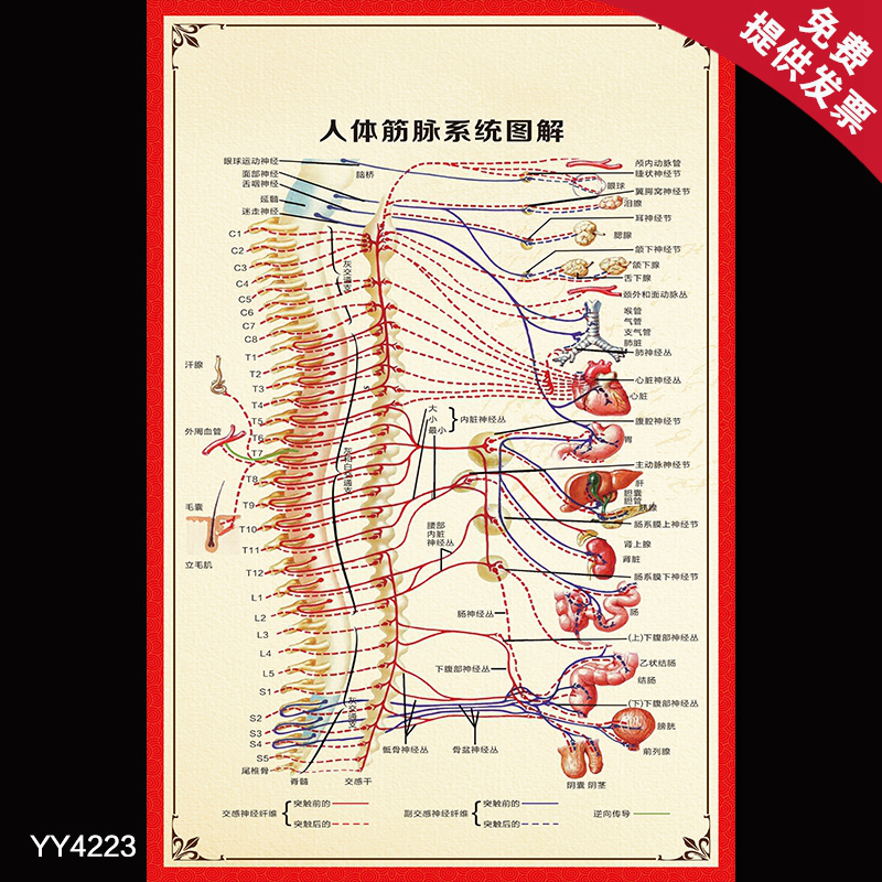 人体筋脉系统图解海报 医院科室人体...