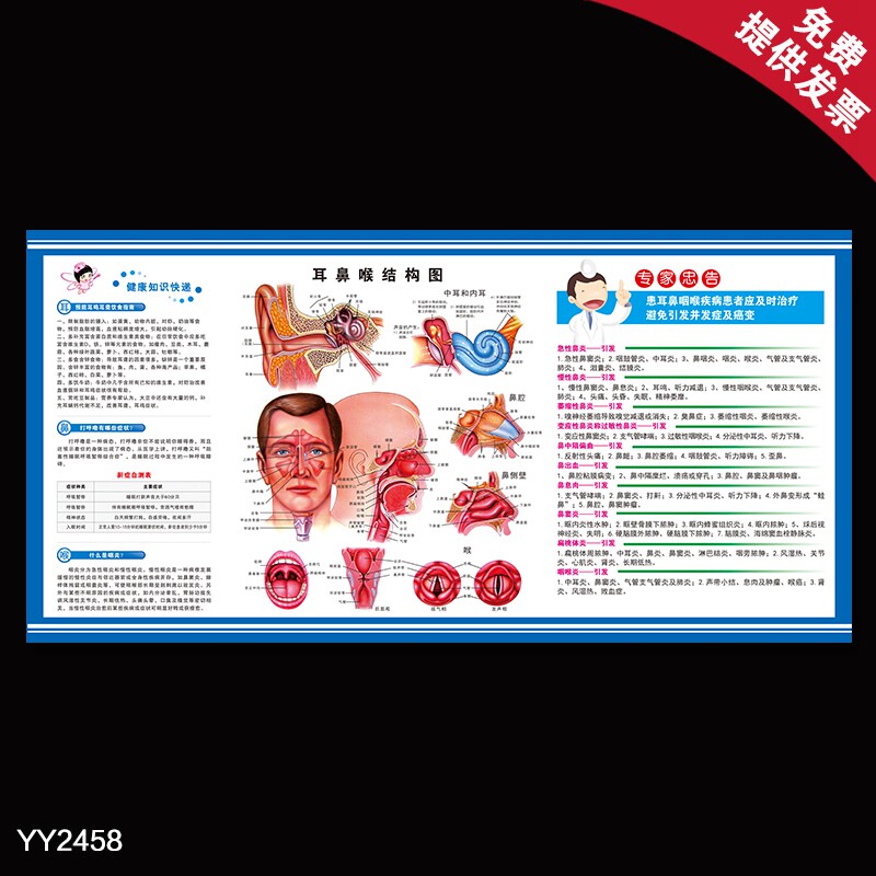 耳鼻喉结构图解剖图墙贴 医院科室器官示意图贴纸 健康知识快递画