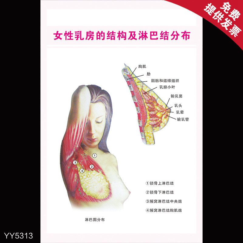 女性健康知识科普海报 乳房的结构及淋巴结分布图 医馆健康宣传