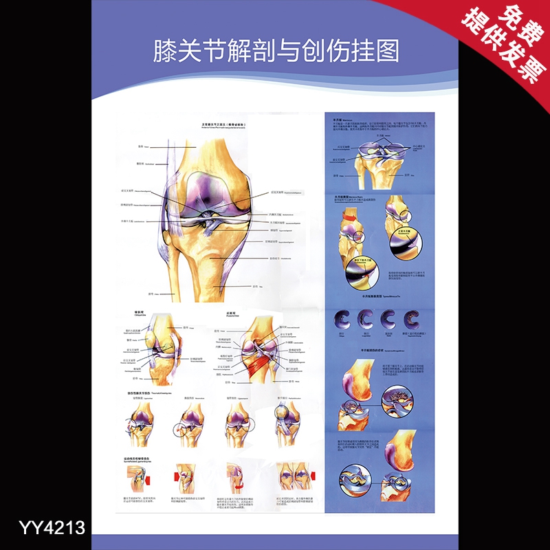 膝盖结构图 解剖图图片