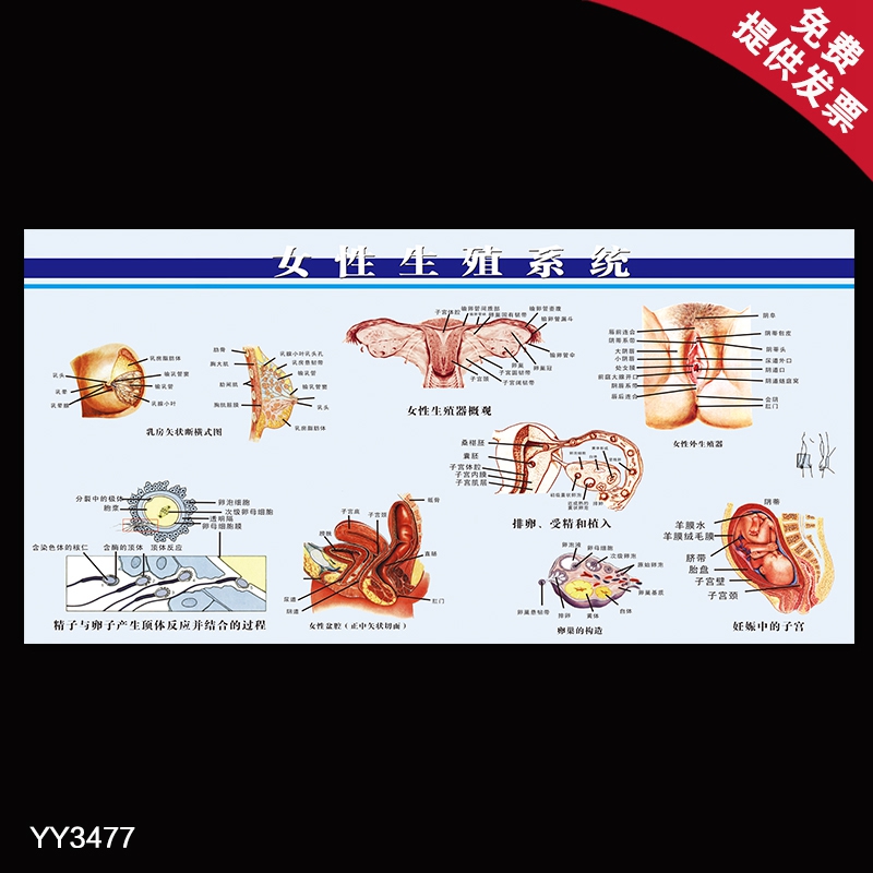 医院妇科人体器官结构解剖海报 女性生殖系统解剖挂图 科室装饰画