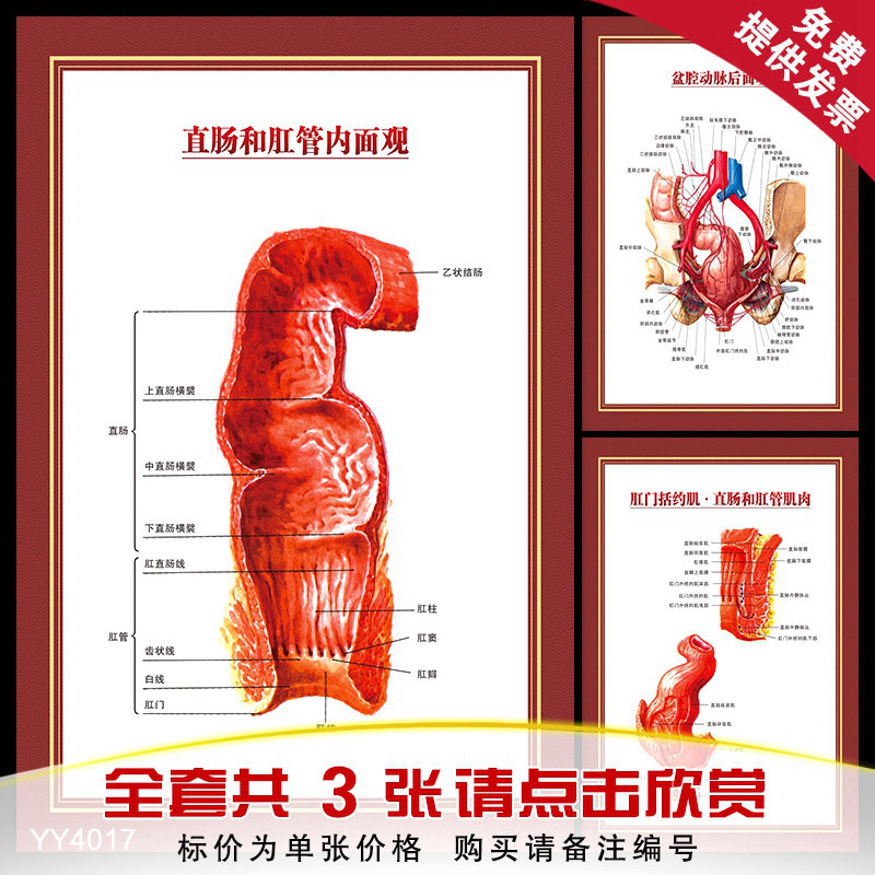 直肠与肛管内面观海报 医院肛肠科人体解剖大挂图 肛门括约肌墙贴