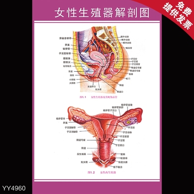 女性健康宣传挂图男女生殖器官解剖示意图女性不孕检查程序海报贴