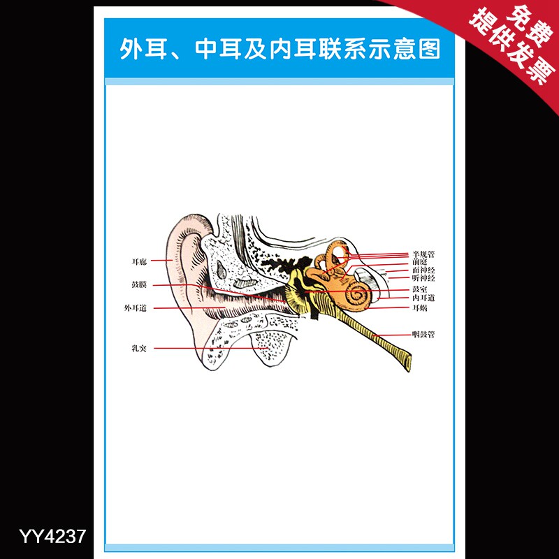 外耳中耳及内耳联系示意图海报 医院科室人体器官结构解剖画挂图