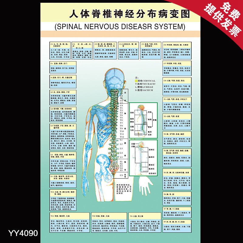 人体脊椎神经分布病变图海报 医院神经科健康知识挂图 装饰墙贴画