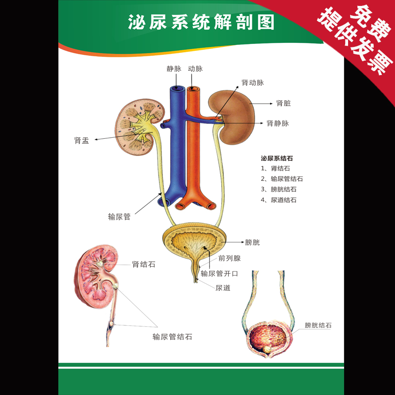 人体解剖知识宣传海报 泌尿系统解剖图挂画 医学院文化墙贴画展板