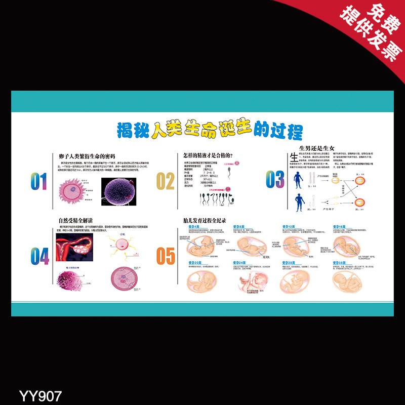 揭密人类生命诞生的过程挂图 受孕过程科普海报 产科装饰墙贴展板