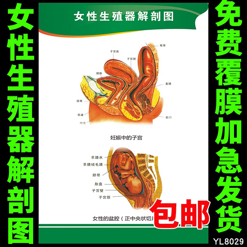 人体解剖知识宣传海报 女性生殖器解剖图 医学院生殖系统知识挂画