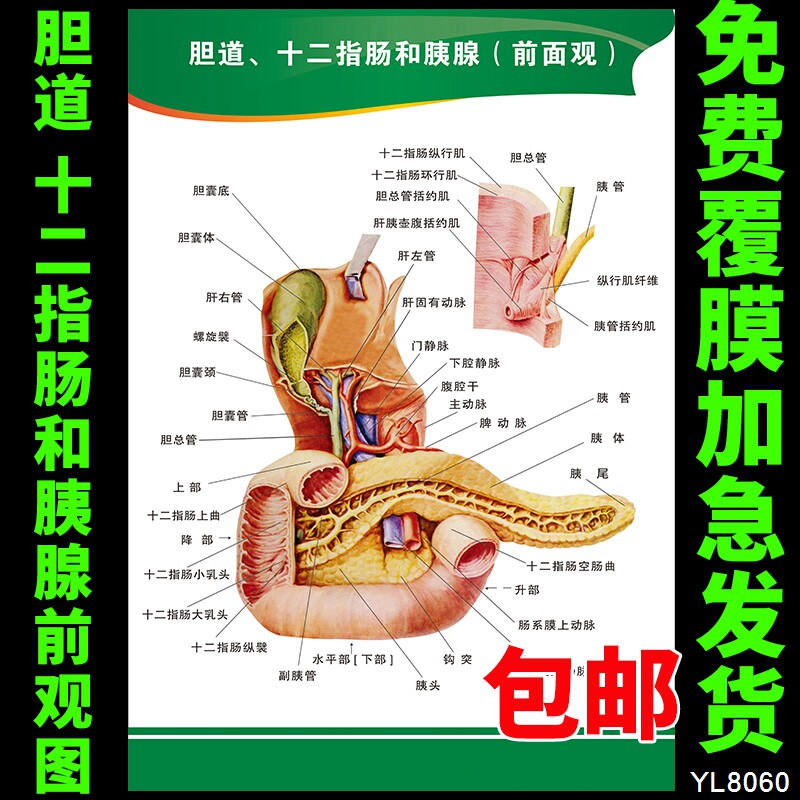 医院宣传海报 胆道丶十二指肠和胰腺(前面观) 医学知识挂图墙贴画