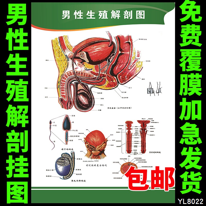 男女生殖泌尿系列宣传海报 男性生殖解剖图 医学基础文化挂画墙贴