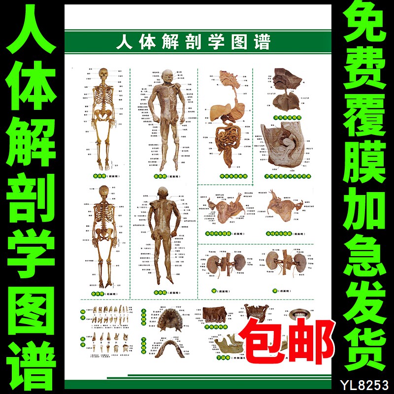 人体解剖学图片海报 医院医学人体结构解剖大挂图 科室装饰墙贴画