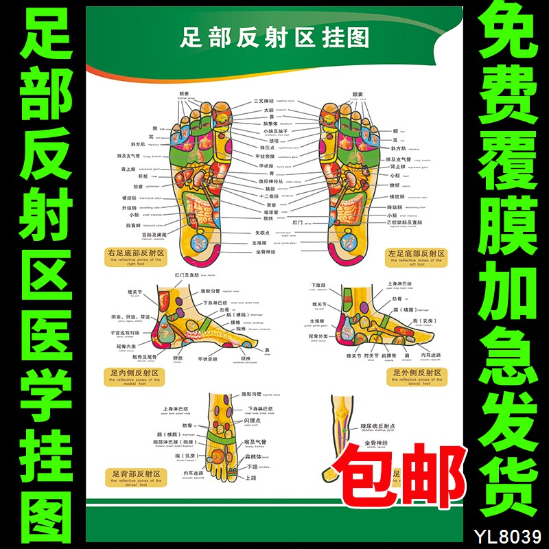 推拿足疗按摩海报 足部反射区挂图(1) 人体部位养生中医院挂画