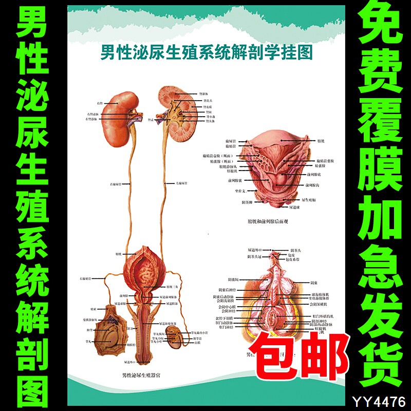 男性泌尿生殖系统解剖学挂图 医院科室健康知识贴画 科室装饰海报