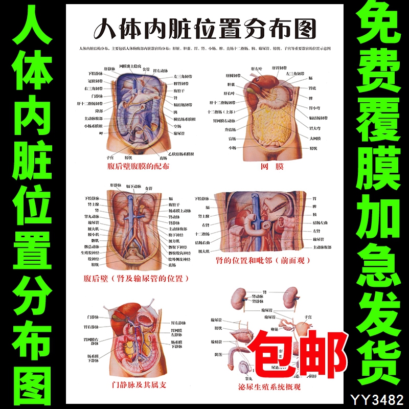 内脏分布图画高清人体图片