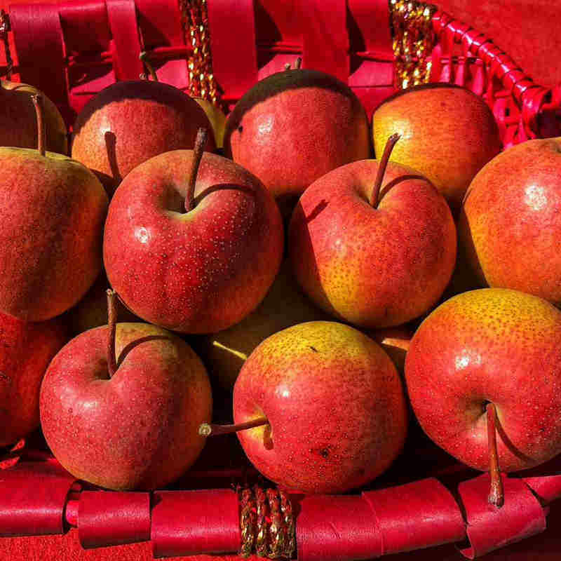 密云山区大城子红肖梨 农家丰水梨 新鲜水果 绿色种植 无农药5斤