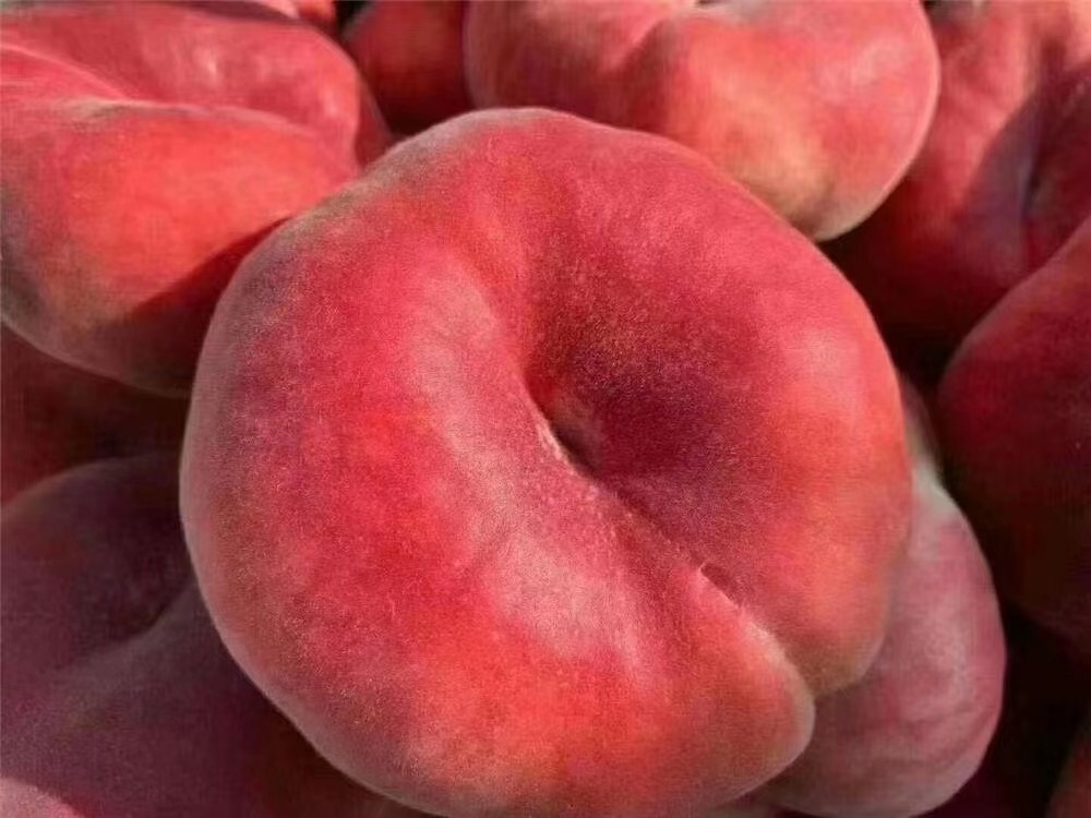 密云本地新鲜红毛蟠桃 红扁桃 黄蟠桃任选 脆甜多汁孕妇水果 500g