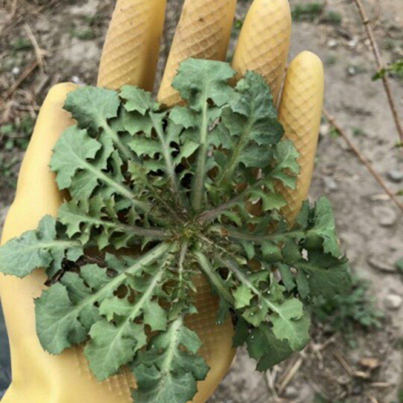 密云山坡野菜苦麻菜苦碟子 山坡菜蘸酱菜 现挖 野菜 200g