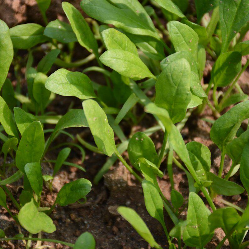 大叶菠菜 宝宝做汤 农家肥种植 特别鲜嫩新鲜蔬菜 现摘发货 300g
