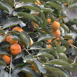 密云山区农家柿子火柿子磨盘柿子 新鲜水果盆柿 大盖柿子1斤