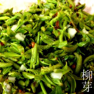 密云焯熟野生新鲜嫩柳树芽 柳树叶 柳芽 柳芽尖 拌豆腐做馅儿500g