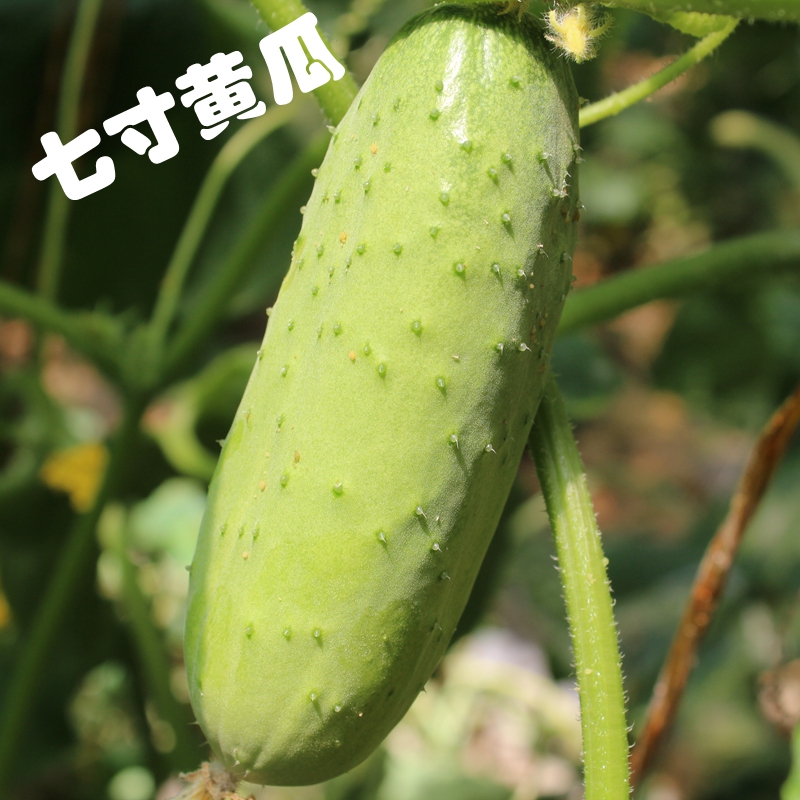 密云农家自种七寸黄瓜顶花带刺 农家肥种植 小黄瓜500克
