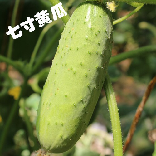 密云农家自种七寸黄瓜顶花带刺 农家肥种植 小黄瓜500克