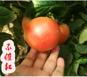 尝鲜啦！现摘新鲜西红柿 儿时味道番茄 种植 农家肥 10斤