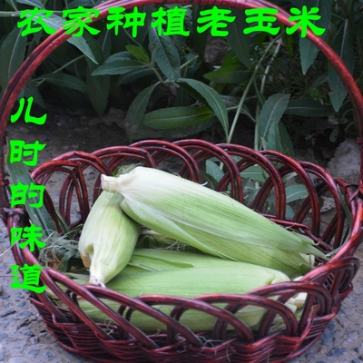 现掰带皮儿时味道浓香6根老玉米