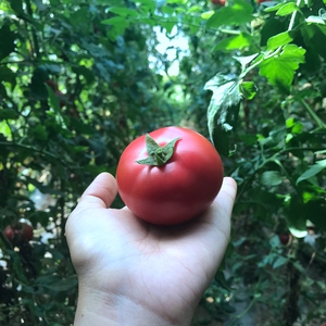 尝鲜啦!原味小番茄 西红柿 原味小西红柿 5斤 现摘 包邮