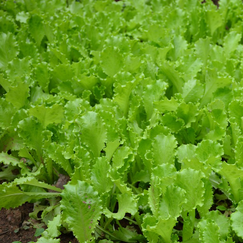 密云农家 新鲜叶生菜清脆爽口小涮菜蘸酱绿色蔬菜凉拌奶油生菜1斤