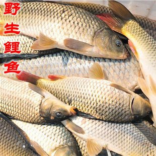 密云本地新鲜捕捞鲤鱼 每天现捕 肉质鲜美嫩滑 净膛发货1条