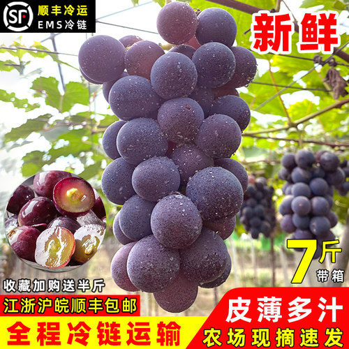 浦江巨峰葡萄价格 浦江巨峰葡萄图片 星期三