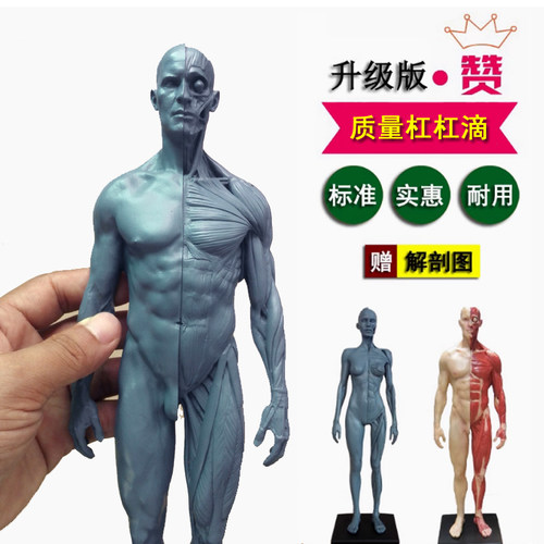 美术肌肉骨骼结构模型艺用人体