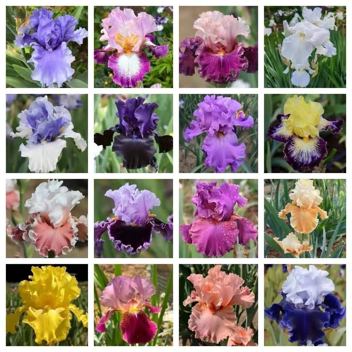 进口德国鸢尾/裸根/鲜苗-珍爱世界冠军多年生/包对版/花在云间