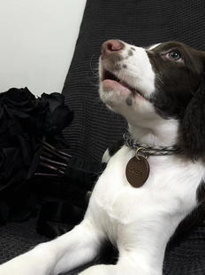 【定制，看介绍】ATFOX猫狗牌挂绳项圈颈圈