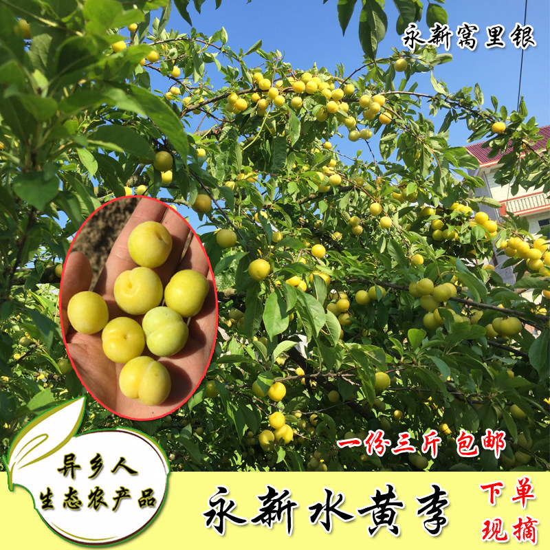 永新水黄李3斤 新鲜当季水果酸脆李子孕妇小孩江西永新特产