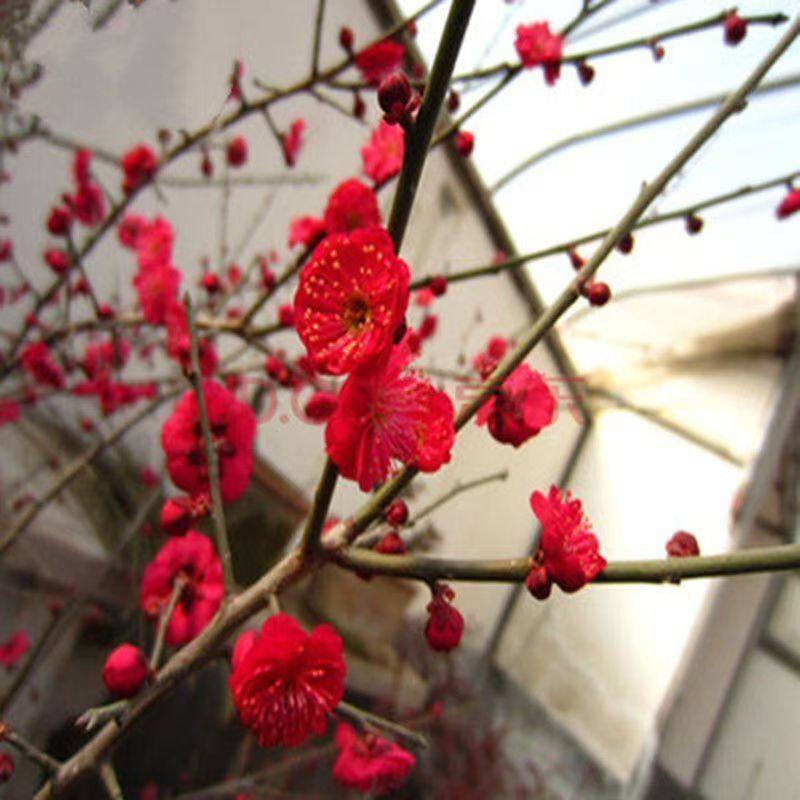 红梅盆栽带花苞原生梅花树苗绿梅朱砂梅绿植梅花盆景冬季开花耐寒