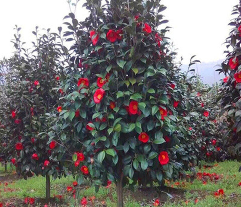 庭院耐寒山茶花冬季四季常青花卉耐冬茶花楼顶耐冻大型树苗绿植花